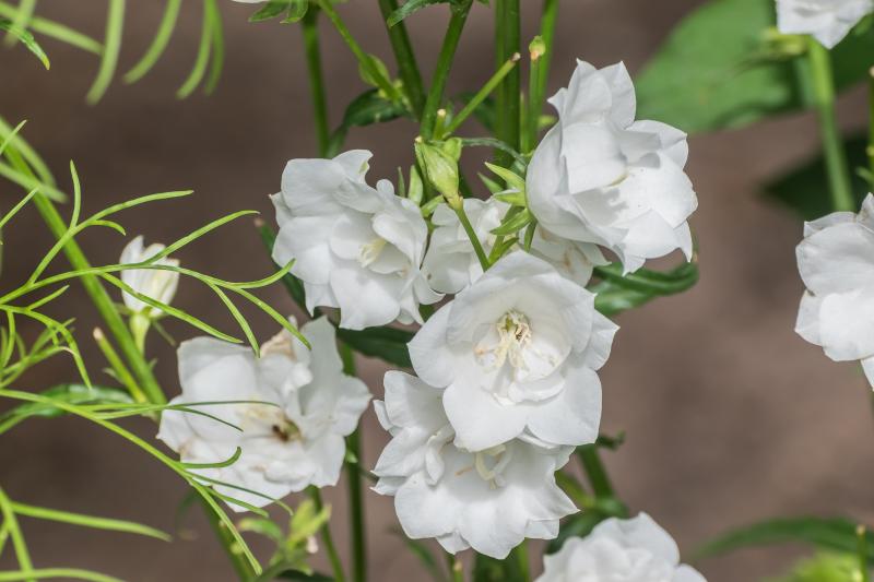  Campanula persicifolia La Bonne Amie- кампанула бяла кичеста (1591)